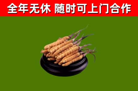 渝中区回收冬虫夏草