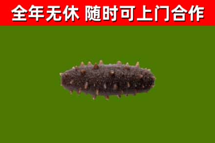 渝中区回收海参干